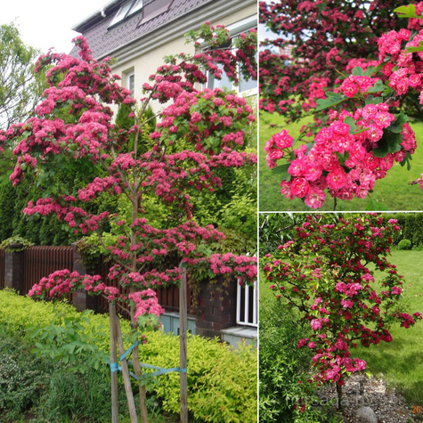 Głóg Dwuszyjkowy Paul's Scarlet Szczepiony Na Pniu