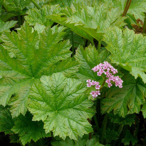 Tarczownica tarczowata