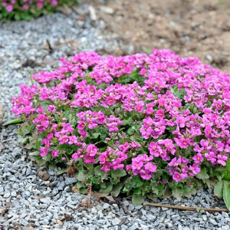 Gesiówka kaukaska Pinkie (C2)