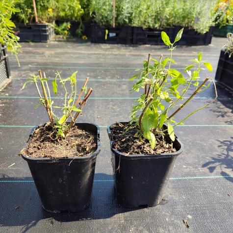 Szałwia Hot Trumpets (C2)