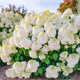 Hortensja bukietowa Living Summer Snow (C2)