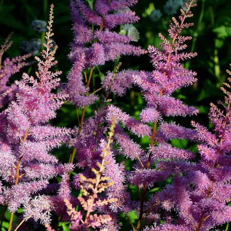 Tawułka Arendsa Amethyst jasnoróżowa (C2)