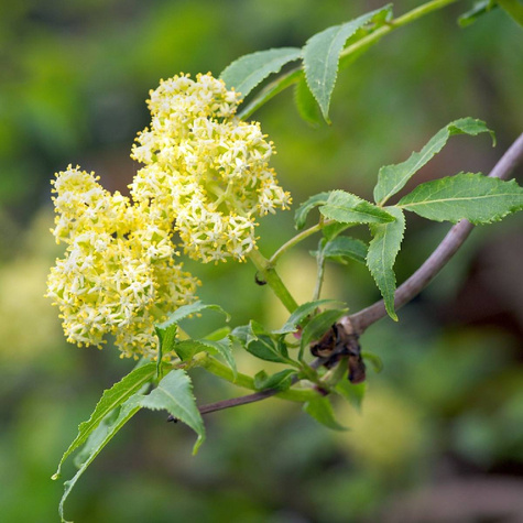 Bez koralowy Sambucus racemosa (C2)