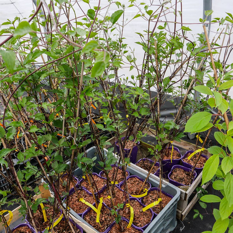 Powojnik wielkokwiatowy Warszawska Nike