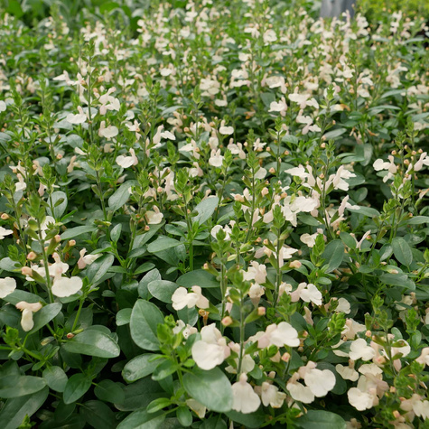 Szałwia greggii Mirage Cream (C2)