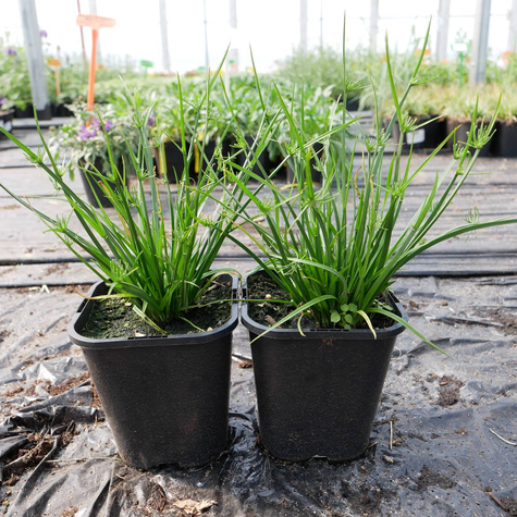 Papirus cibora Cedric