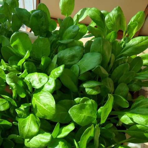 Szpinak Asta F1 10g wczesny