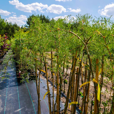 Karagana syberyjska Walker