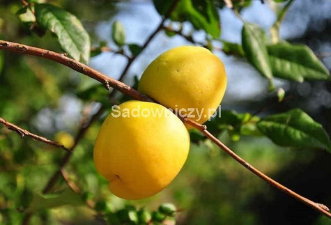 Pigwowiec pośredni Elly Mosel Ozdobny na Nalewki (C2)