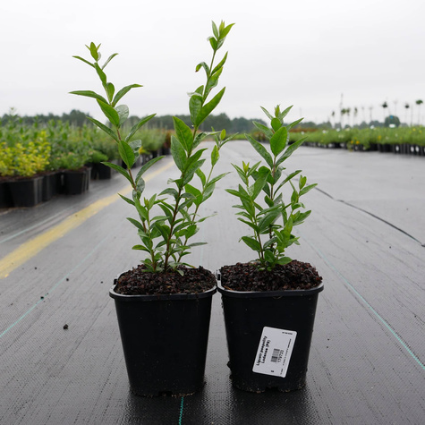 Ligustr pospolity Lodense (C2)