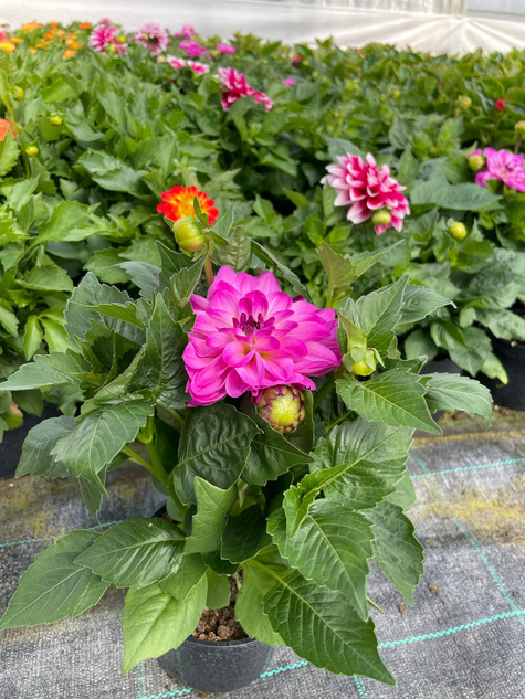 Dalia Lubega Power Violet Bicolor