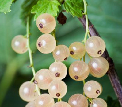 Porzeczka biała na pniu Plant Pack