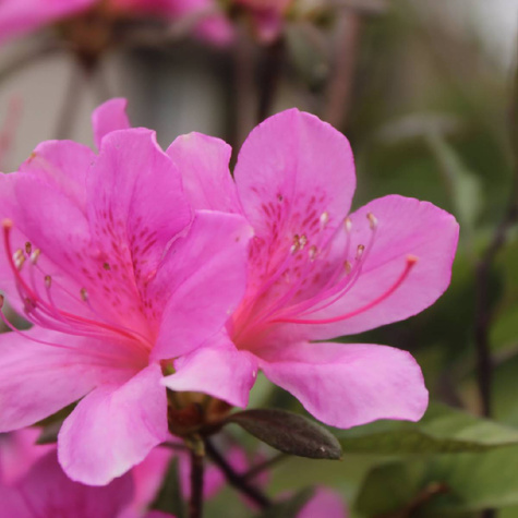 Azalia japońska Geisha Pink (C2)