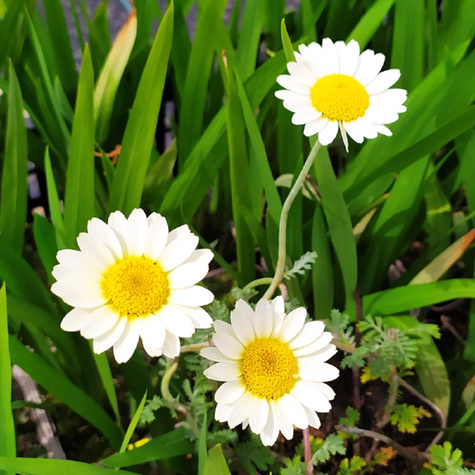 Rumian Susanna Mitchell (P9)