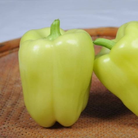 Papryka Hallo pod osłony gruntowa 0,5 g