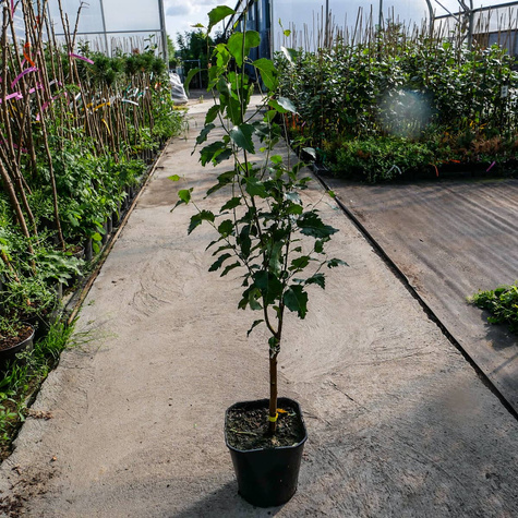 Brzoza kolumnowa Fastigiata