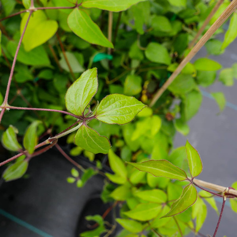 Powojnik Clematis wielkokwiatowy Bałtyk
