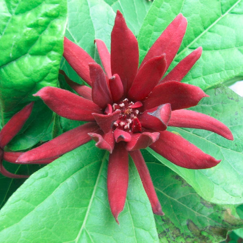 Kielichowiec Aphrodite (C2)