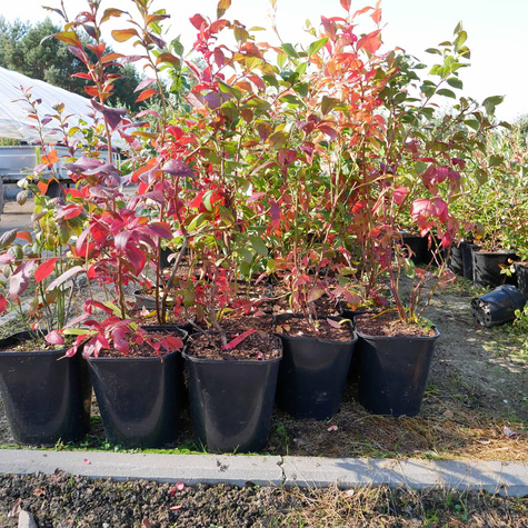 Borówka amerykańska Earliblue wczesna (C5)