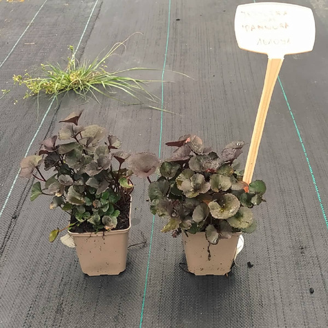 Języczka pomarańczowa Pandora (P9)