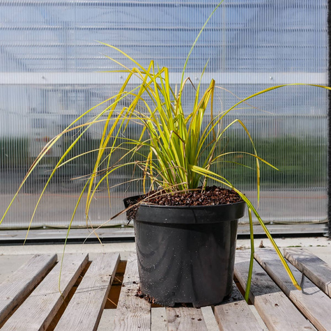 Turzyca sztywna Bowles Golden (C2)