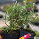 Rozmaryn lekarski Albiflorus