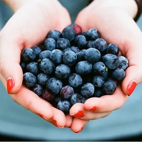 Borówka amerykańska wysoka Olle późna (C2)