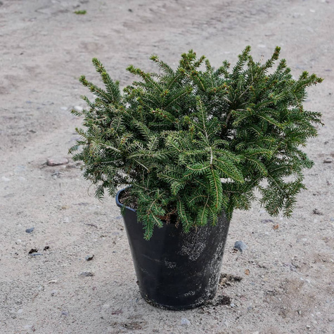 Świerk pospolity Nidiformis gniazdkowy (C2)