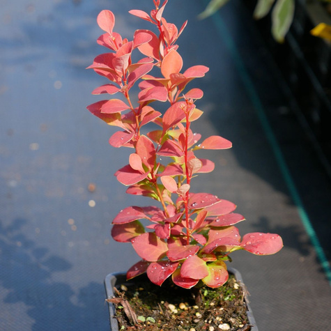 Berberys thunberga Orange Rocket (P9)