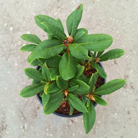 Różanecznik wielkokwiatowy Virginia Richards (C2)