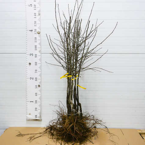 Śliwa japońska Black Amber Mrozoodporna Plant Pack