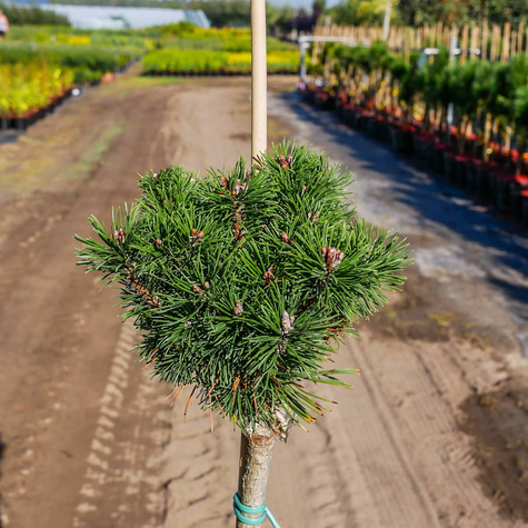 Sosna pospolita Kobold szczepiona na pniu Pa 60
