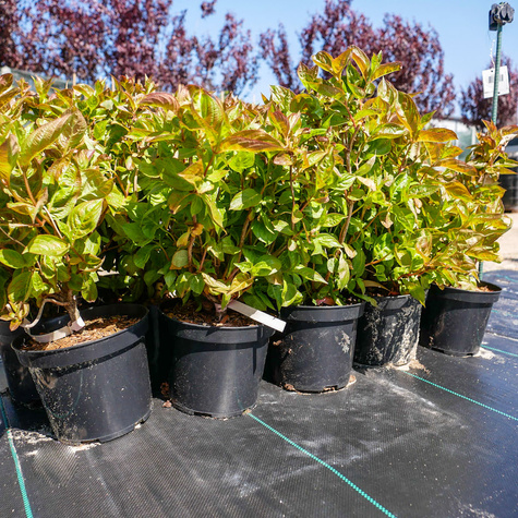 Krzewuszka cudowna Wings of fire (C2)