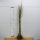 Brzoskwinia Modrinka Plant Pack