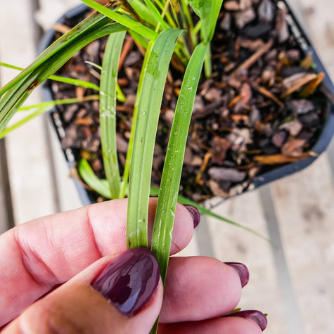 Trzęślica modra Dauerstrahl