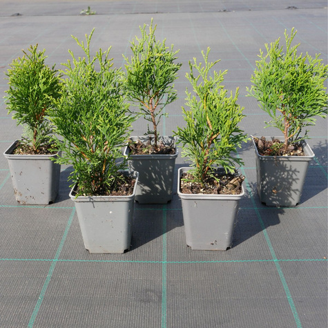 Thuja Tuja Żywotnik zachodni Smaragd (P9)