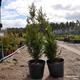 Thuja Tuja Żywotnik zachodni Coppergold (C2)