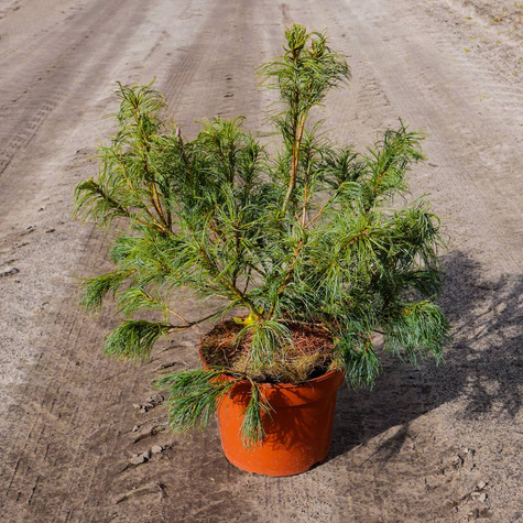 Sosna wejmutka Tiny Curls