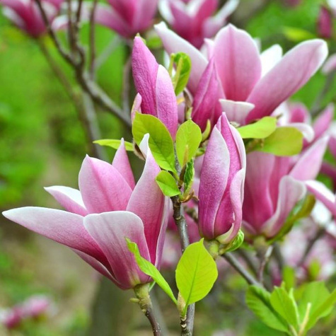 Magnolia George Henry Kern (C2)