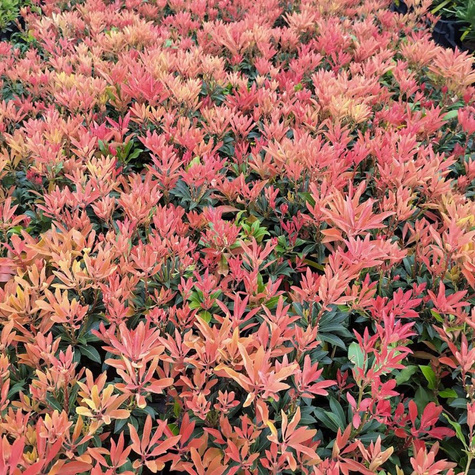 Pieris japoński Mountain Fire (C2)