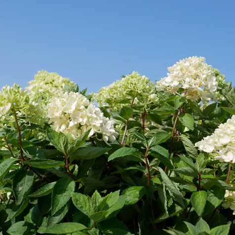 Hortensja bukietowa Bombshell (P9)