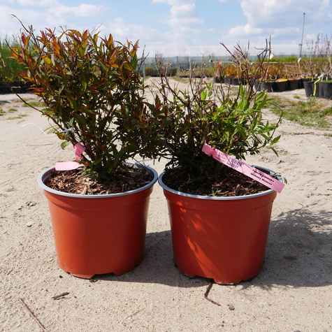 Tawuła japońska Anthony Waterer (C2)