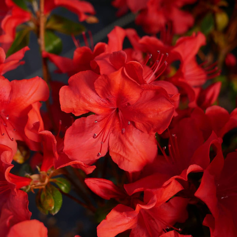 Azalia ciemno-czerwona Krwista (C2)