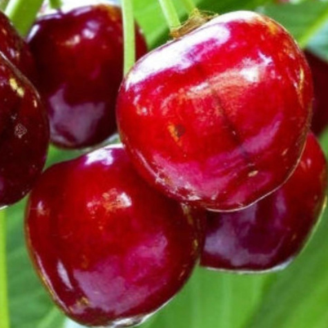 Czereśnia półkarłowa Horka owoce świetnej jakości Plant Pack 