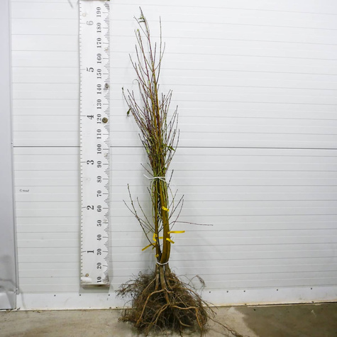 Brzoskwinia Dixired Plant Pack