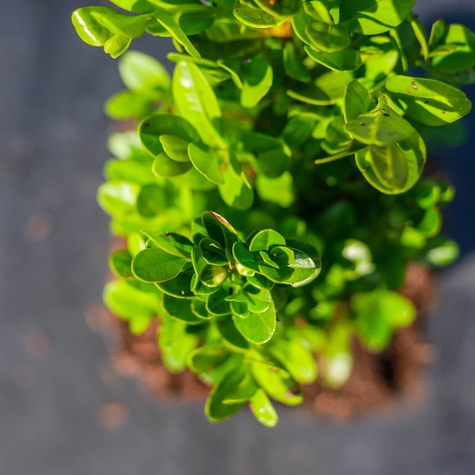 Bukszpan drobnolistny Faulkner (C2)