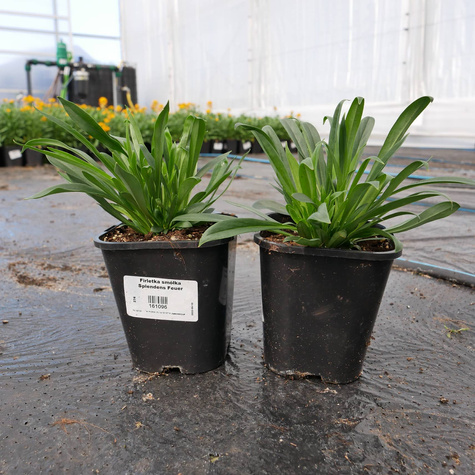 Firletka smółka Splendens Feuer (C2)