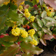 Mahonia pospolita (C2)