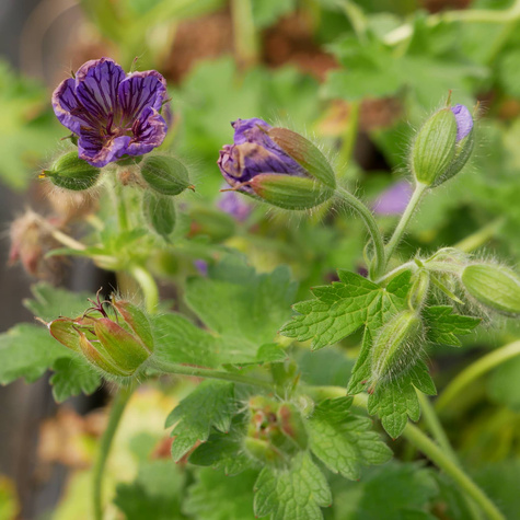 Bodziszek Wspaniały