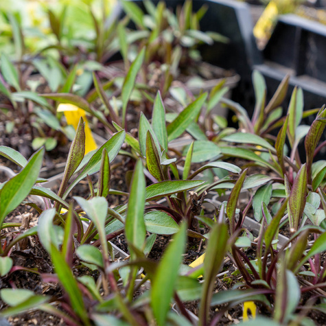 Aster krzaczasty Jenny różowy (C2)